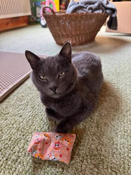 Shiba - 86368 Gersthofen