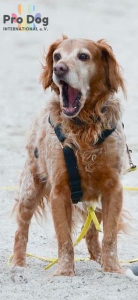 Skipper - ein absoluter Traumhund