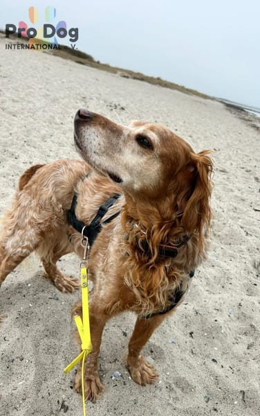 Skipper - ein absoluter Traumhund