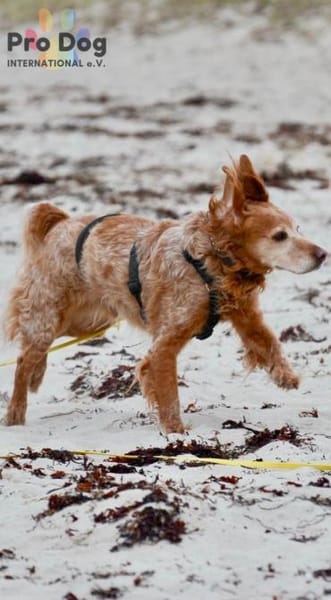 Skipper - ein absoluter Traumhund