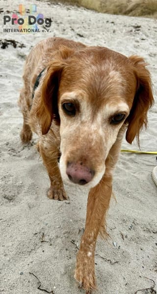 Skipper - ein absoluter Traumhund