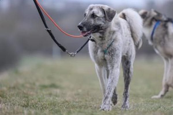 SURO - der Vorsichtige