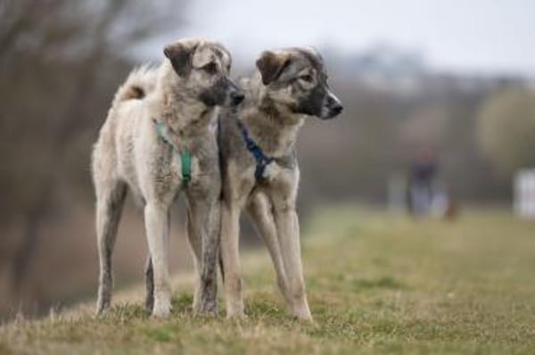 SURO - der Vorsichtige