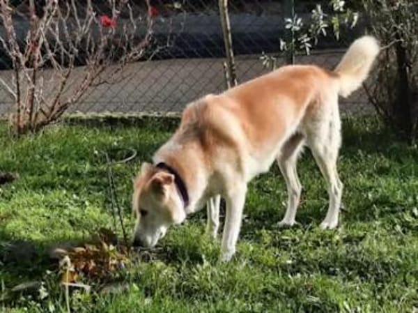 TOBIA jun. - auf PS in Rheinland-Pfalz