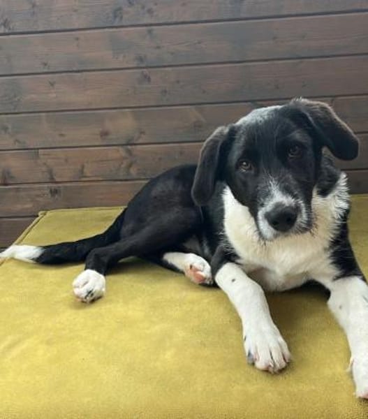 Dominik ein Traum von einem Welpen