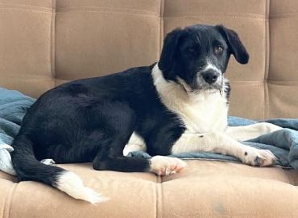 Dominik ein Traum von einem Welpen