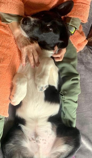 Dominik ein Traum von einem Welpen