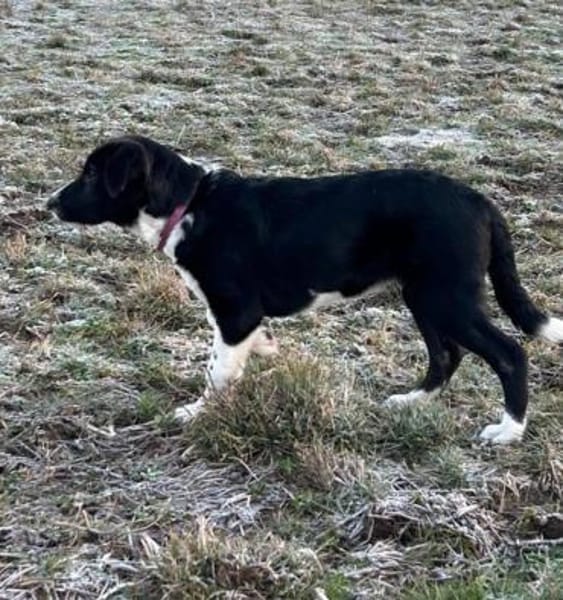 Dominik ein Traum von einem Welpen