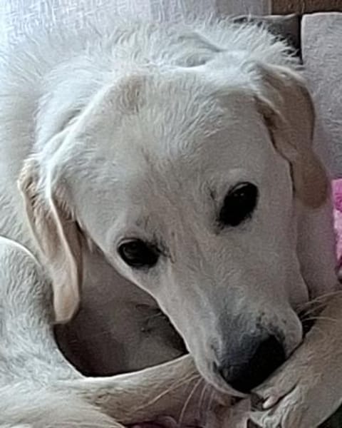 Junge Hündin sucht dringend neuen Platz