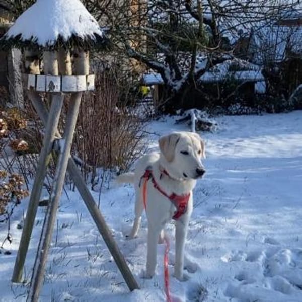 Junge Hündin sucht dringend neuen Platz