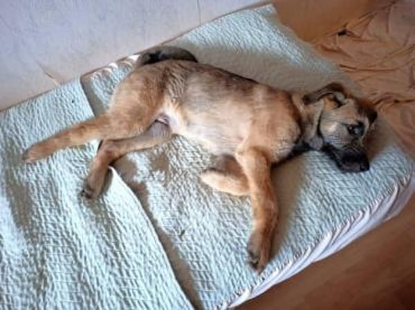 Lias-fröhlicher Schatz wartet in Hofheim