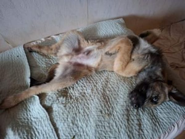 Lias-fröhlicher Schatz wartet in Hofheim