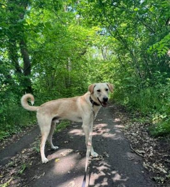 LEN -sucht hundeerfahrene Menschen-