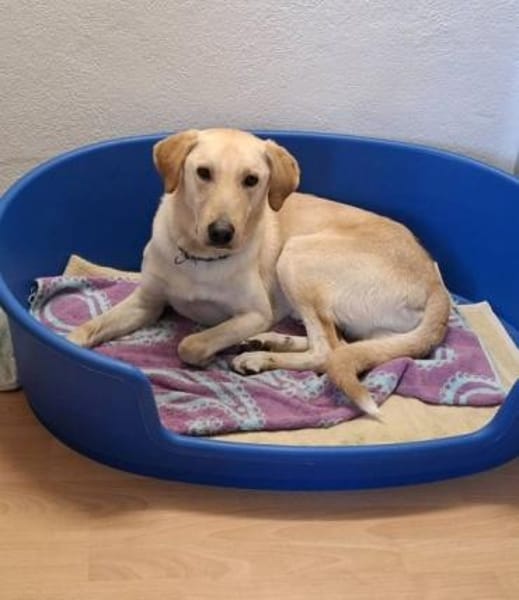 LEN -sucht hundeerfahrene Menschen-