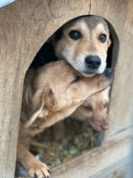 Quenn sucht das Glück