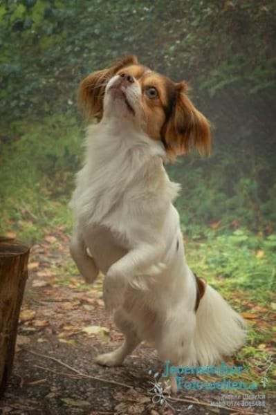 SIBO -liebevoll, fröhlich, anhänglich-