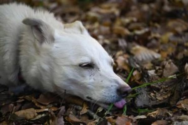 NEVA -sucht hundeerfahrenes Zuhause-