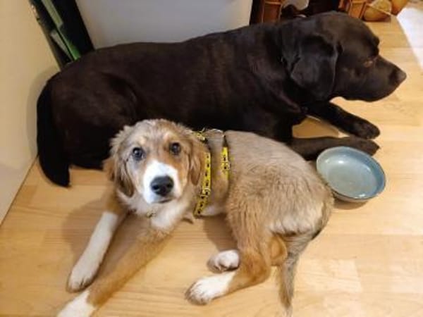 ❤Loli  zartes Herz mit Kuschelbedarf