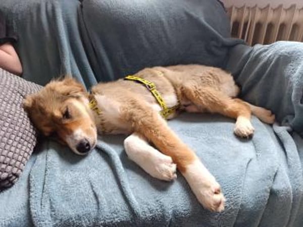 ❤Loli  zartes Herz mit Kuschelbedarf