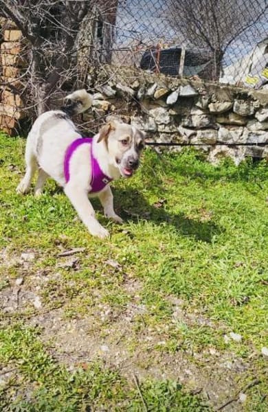 Joy ein lieber Beagle mix