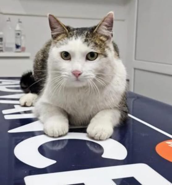 Jonny Stattlicher Kater sucht  Familie