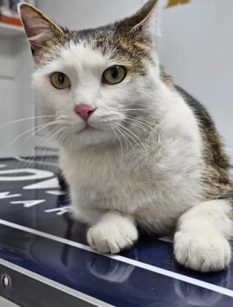 Jonny Stattlicher Kater sucht  Familie