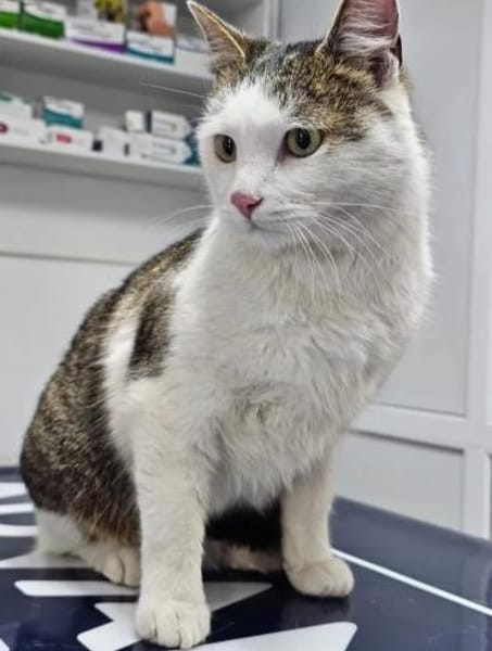 Jonny Stattlicher Kater sucht  Familie