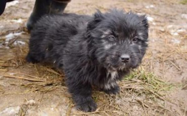 Süße Tapsi sucht ihr Zuhause