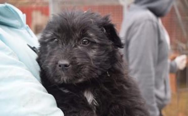 Süße Tapsi sucht ihr Zuhause