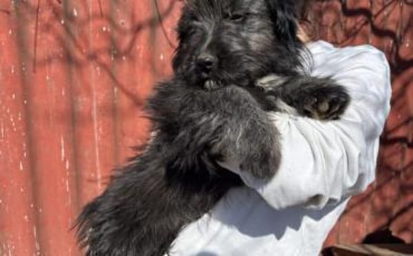 Süße Tapsi sucht ihr Zuhause