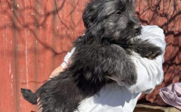 Süße Tapsi sucht ihr Zuhause