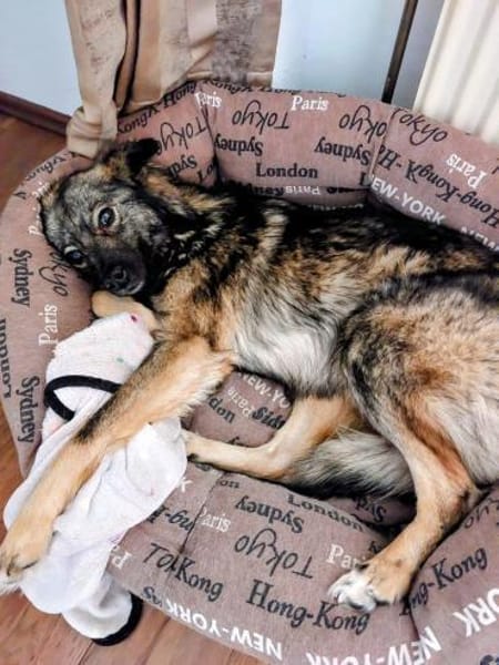 Sanfte liebe Frieda 1 Jahr jung