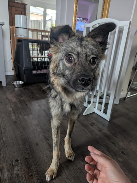 Sanfte liebe Frieda 1 Jahr jung