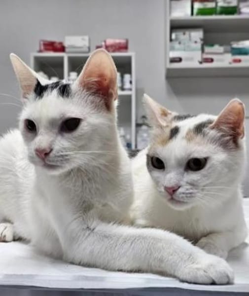 Daisy & Baby tolles  Mutter-Sohn Pärchen