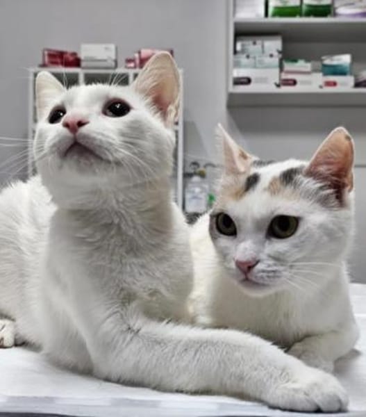 Daisy & Baby tolles  Mutter-Sohn Pärchen