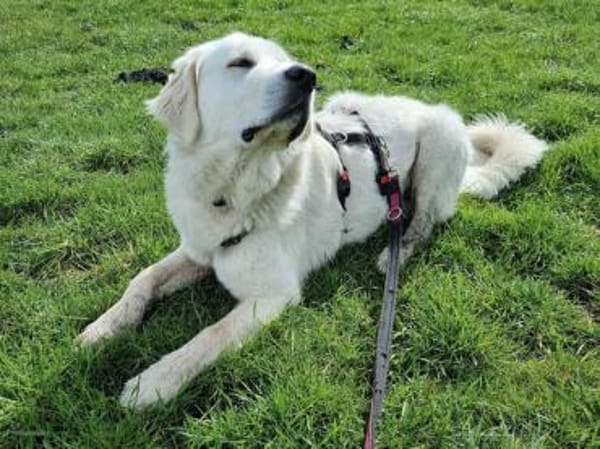 Alex sucht liebe Menschen