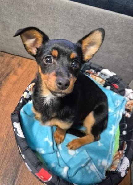 kleine Pinscherfrohnatur Persy sucht