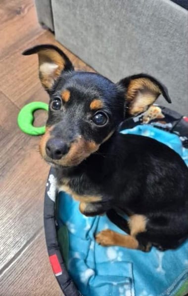 kleine Pinscherfrohnatur Persy sucht