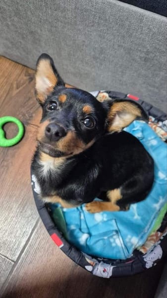 kleine Pinscherfrohnatur Persy sucht