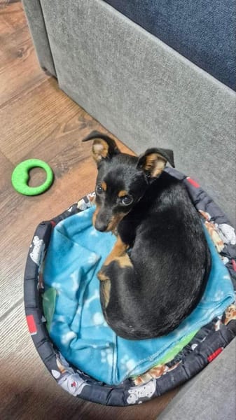 kleine Pinscherfrohnatur Persy sucht