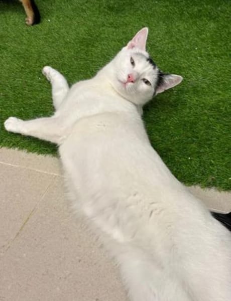 Ying ein lustiger gechillter Kater