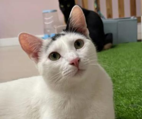 Ying ein lustiger gechillter Kater