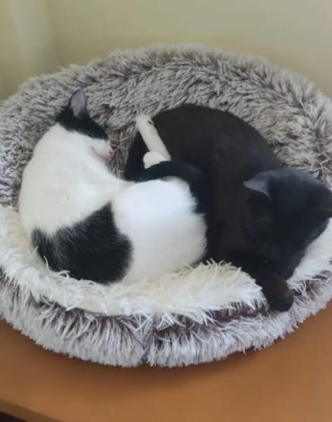 Pirata & Mini zwei Traumkätzchen