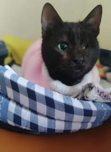 Pirata & Mini zwei Traumkätzchen