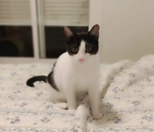 Pirata & Mini zwei Traumkätzchen