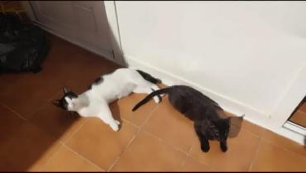 Pirata & Mini zwei Traumkätzchen