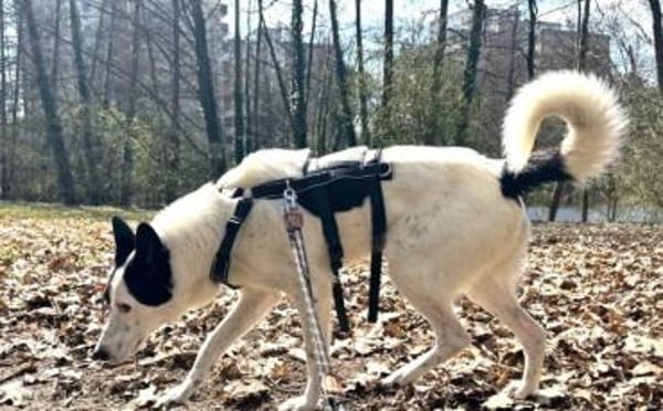 Solon will endlich ankommen!