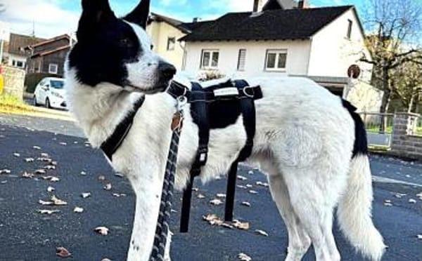 Solon will endlich ankommen!