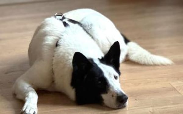 Solon will endlich ankommen!