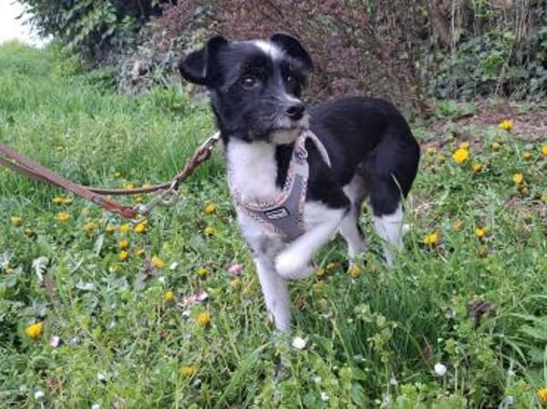 Verschmuste Hundedame wartet auf dich